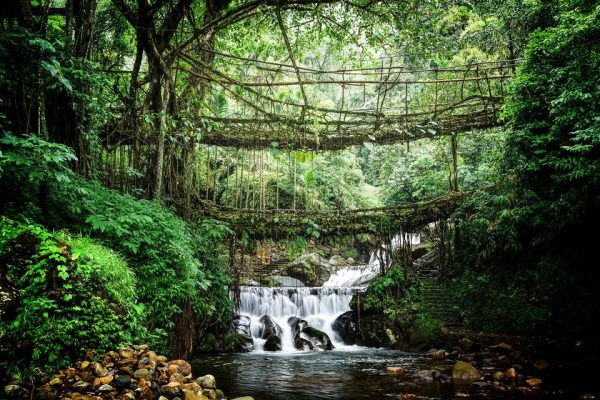 Nongriat-Root-Bridges- Clara Nongriat-Root-Bridges- Clara